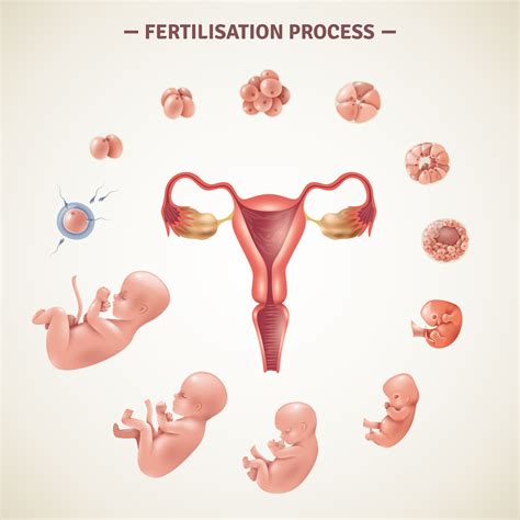 from fertilization to childbirth 